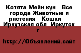 Котята Мейн кун - Все города Животные и растения » Кошки   . Иркутская обл.,Иркутск г.